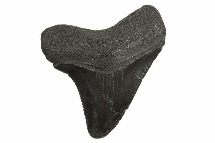 Serrated, Juvenile Megalodon Tooth - South Carolina #340573
